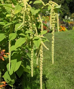 Amaranthus Green Tails Seeds - 150 Flower Seeds - Green Tassels, 48-60