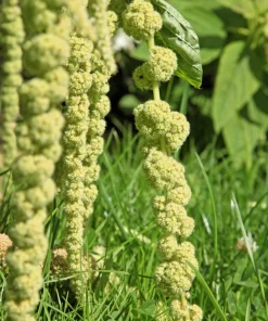 Amaranthus Green Tails Seeds - 150 Flower Seeds - Green Tassels, 48-60