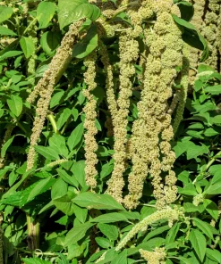 Amaranthus Green Tails Seeds - 150 Flower Seeds - Green Tassels, 48-60