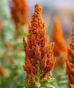 Amaranthus Hot Biscuits Seeds - 100 Burnt Orange Flower Seeds for Fall Decor - Image 2