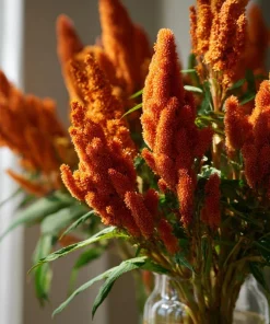 Amaranthus Hot Biscuits Seeds - 100 Burnt Orange Flower Seeds for Fall Decor - Image 3
