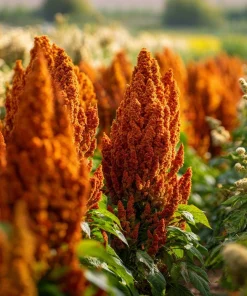 Amaranthus Hot Biscuits Seeds - 100 Burnt Orange Flower Seeds for Fall Decor - Image 5