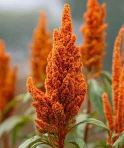 Amaranthus Hot Biscuits Seeds - 100 Burnt Orange Flower Seeds for Fall Decor - Image 1