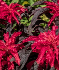 Amaranthus Molten Fire Seeds – 200 Seeds – Crimson Flowers - Image 2