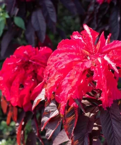 Amaranthus Molten Fire Seeds – 200 Seeds – Crimson Flowers - Image 3