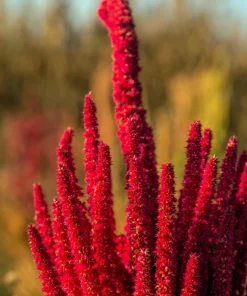 Amaranthus Molten Fire Seeds – 200 Seeds – Crimson Flowers - Image 4
