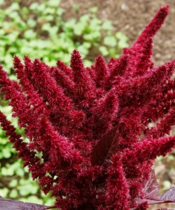 Amaranthus Molten Fire Seeds – 200 Seeds – Crimson Flowers - Image 5