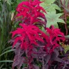 Amaranthus Molten Fire Seeds – 200 Seeds – Crimson Flowers - Image 1