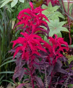 Amaranthus Molten Fire Seeds – 200 Seeds – Crimson Flowers - Image 1