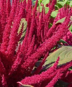 Amaranthus Pygmy Torch Flower Seeds - 150 Count - Deep Burgundy - Image 2
