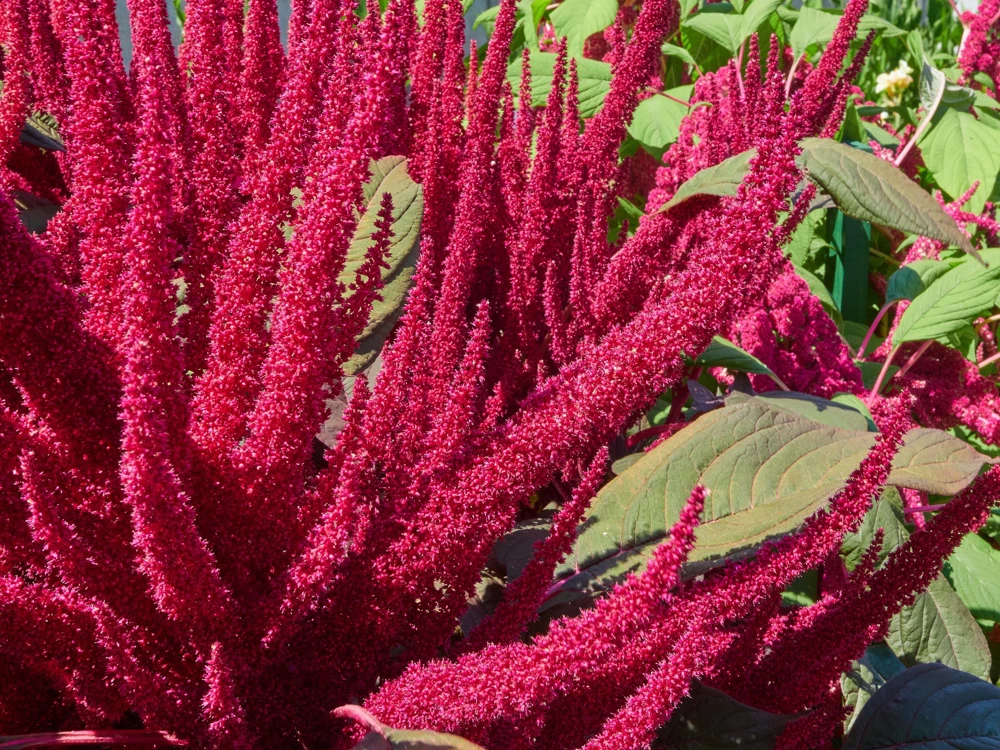 Amaranthus Pygmy Torch Flower Seeds - 150 Count - Deep Burgundy - Image 2