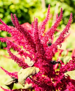 Amaranthus Pygmy Torch Flower Seeds - 150 Count - Deep Burgundy - Image 3