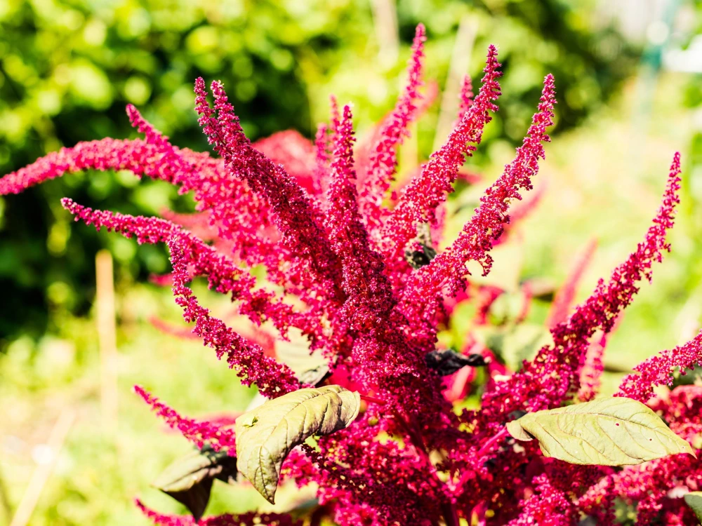 Amaranthus Pygmy Torch Flower Seeds - 150 Count - Deep Burgundy - Image 3