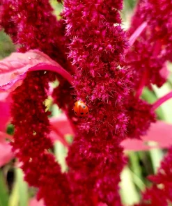 Amaranthus Pygmy Torch Flower Seeds - 150 Count - Deep Burgundy - Image 4