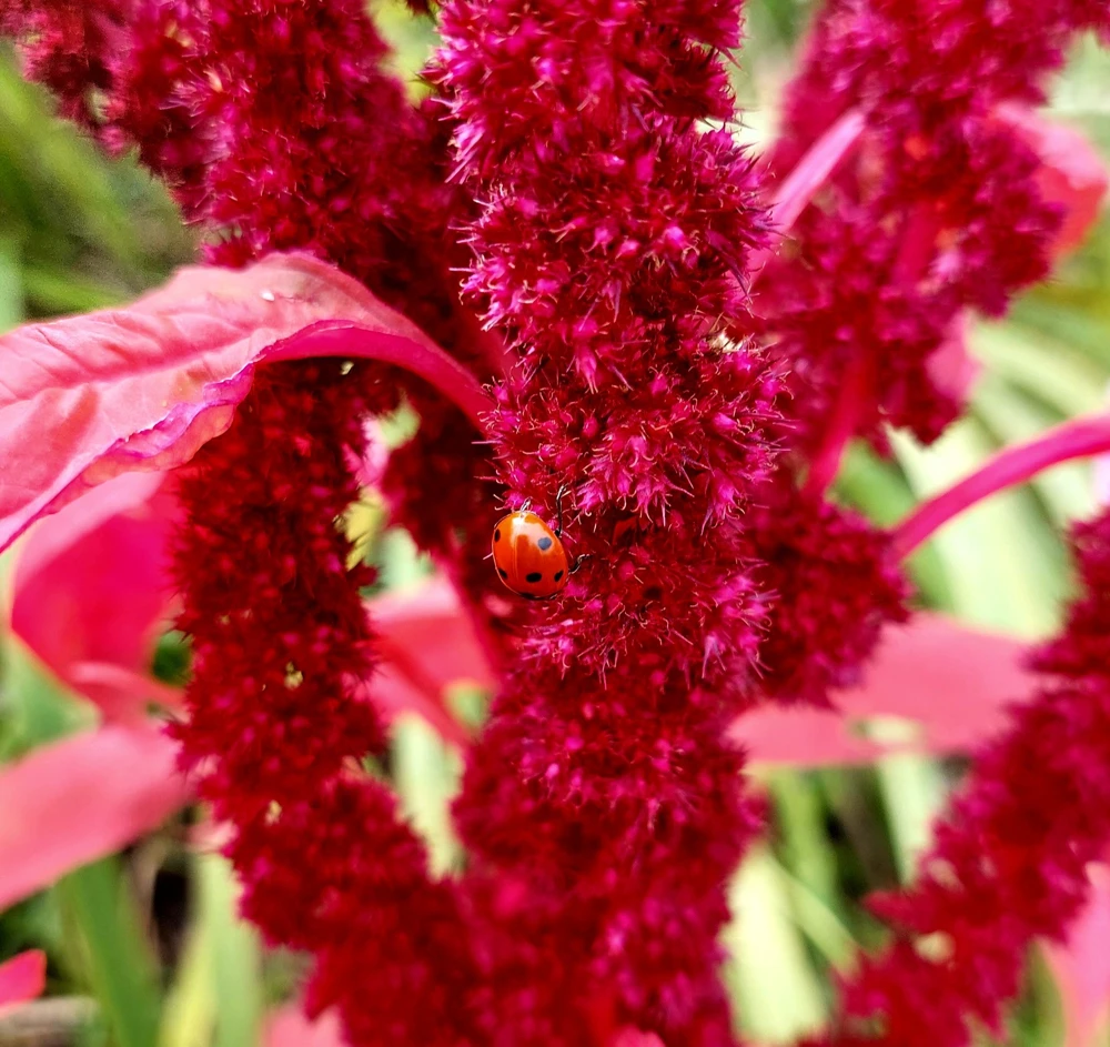 Amaranthus Pygmy Torch Flower Seeds - 150 Count - Deep Burgundy - Image 4