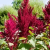 Amaranthus Pygmy Torch Flower Seeds - 150 Count - Deep Burgundy - Image 1