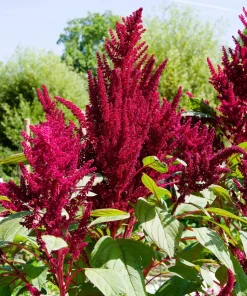 Amaranthus Pygmy Torch Flower Seeds - 150 Count - Deep Burgundy - Image 1