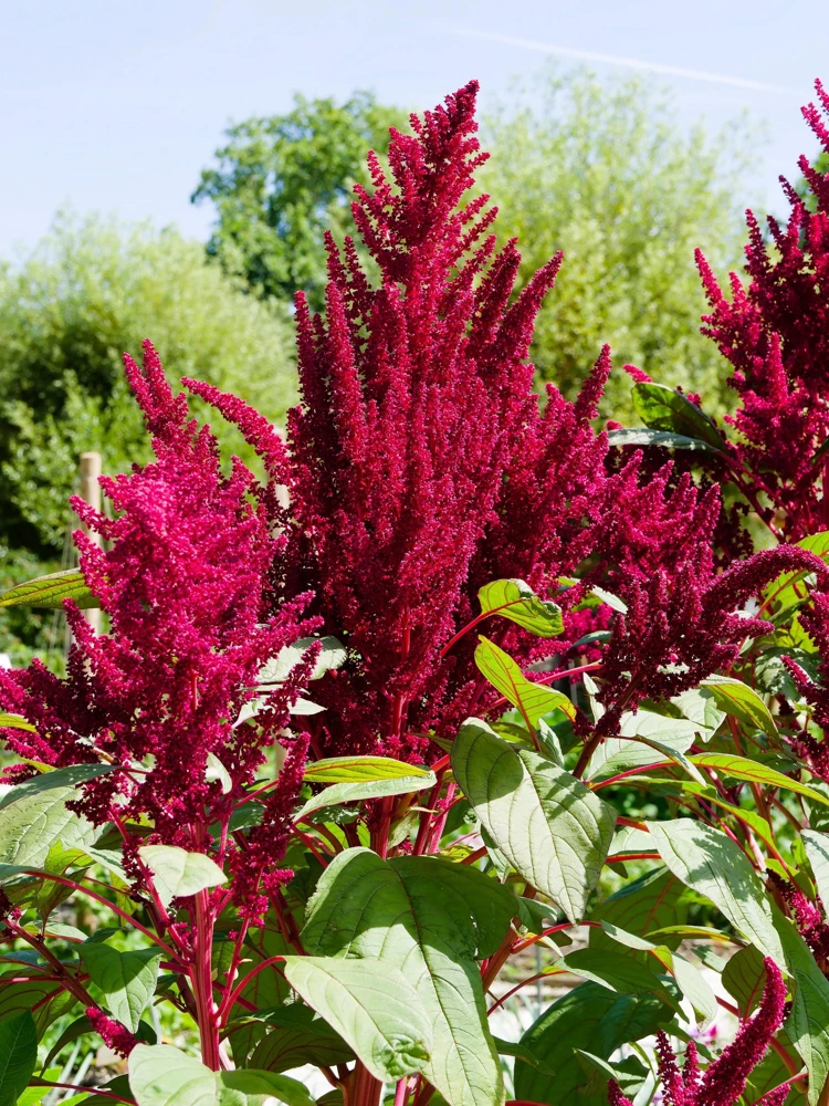 Amaranthus Pygmy Torch Flower Seeds - 150 Count - Deep Burgundy - Image 1