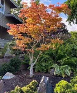 Amber Ghost Japanese Maple Tree - Live Plant - 1 Gallon Pot - 18-21