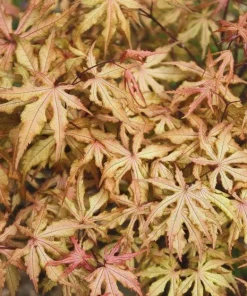 Amber Ghost Japanese Maple Tree - Live Plant - 1 Gallon Pot - 18-21