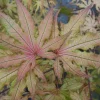 Amber Ghost Japanese Maple Tree - Live Plant - 1 Gallon Pot - 18-21" Tall - Image 1