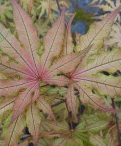 Amber Ghost Japanese Maple Tree - Live Plant - 1 Gallon Pot - 18-21