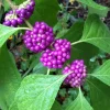 American Beautyberry Live Plant – Callicarpa americana – 24-30" Tall – Trade 1 Gallon – Outdoor Shrub - Image 1
