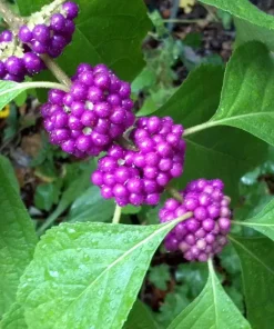 American Beautyberry Live Plant – Callicarpa americana – 24-30" Tall – Trade 1 Gallon – Outdoor Shrub - Image 1