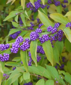 American Beautyberry Live Plant - Callicarpa americana - 16+ Inches Tall, 2-3 Year Old - Image 2