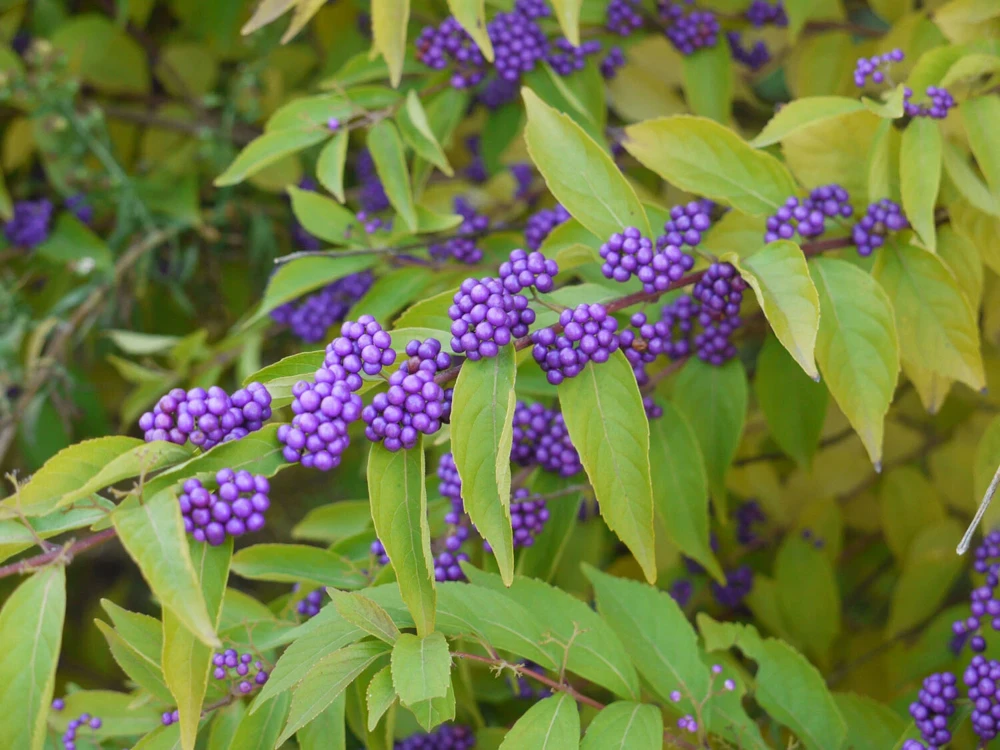 American Beautyberry Live Plant - Callicarpa americana - 16+ Inches Tall, 2-3 Year Old - Image 2