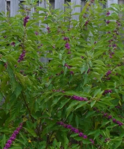 American Beautyberry Live Plant – Callicarpa americana – 24-30" Tall – Trade 1 Gallon – Outdoor Shrub - Image 2