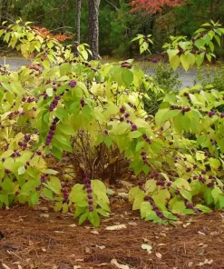 American Beautyberry Live Plant – Callicarpa americana – 24-30