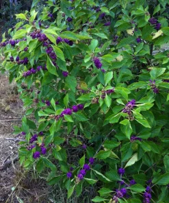 American Beautyberry Live Plant - Callicarpa americana - 16+ Inches Tall, 2-3 Year Old - Image 3