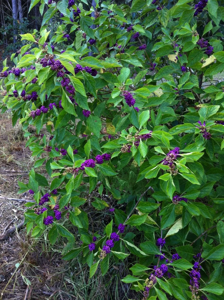 American Beautyberry Live Plant - Callicarpa americana - 16+ Inches Tall, 2-3 Year Old - Image 3