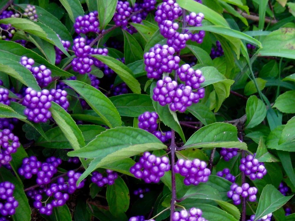 American Beautyberry Live Plant - Callicarpa americana - 16+ Inches Tall, 2-3 Year Old - Image 4