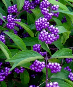 American Beautyberry Live Plant (Callicarpa americana) - 16+ Inches, 2-3 Year Old - Image 4