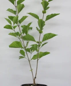 American Beautyberry Live Plant – Callicarpa americana – 24-30