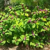 American Beautyberry Live Plant – Callicarpa americana – 16+ Inches Tall – Outdoor Shrub - Image 1