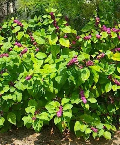 American Beautyberry Live Plant - Callicarpa americana - 16+ Inches Tall, 2-3 Year Old - Image 1