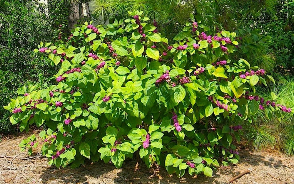American Beautyberry Live Plant - Callicarpa americana - 16+ Inches Tall, 2-3 Year Old - Image 1