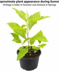 American Beautyberry Shrub Live Plant - 12-14" Tall, Gallon Pot, Purple Berries - Image 2