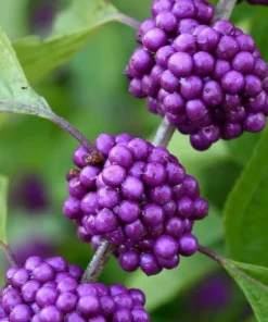 American Beautyberry Shrub Live Plant - 12-14