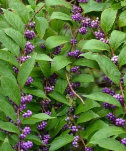 American Beautyberry Shrub Live Plant - 12-14
