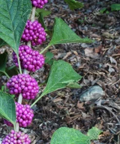 American Beautyberry Shrub Live Plant - 12-14