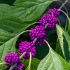 American Beautyberry Shrub Live Plant - 12-14" Tall, Gallon Pot, Purple Berries - Image 1