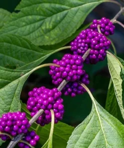 American Beautyberry Shrub Live Plant - 12-14" Tall, Gallon Pot, Purple Berries - Image 1