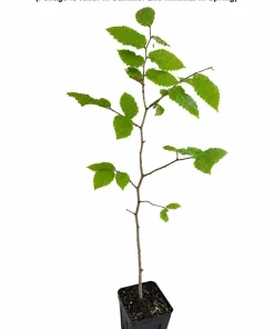 American Beech Tree Live Plant - 10-16" Tall - Quart Pot - Hardwood Shade Tree - Image 2