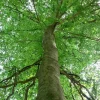 American Beech Tree Live Plant - 10-16" Tall - Quart Pot - Hardwood Shade Tree - Image 1