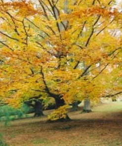 American Beech Tree Live Plant - 10-16
