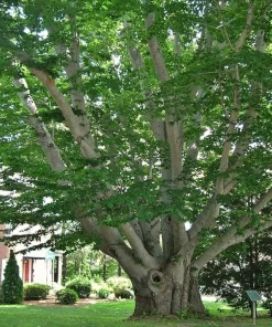 American Beech Tree Live Plant - 10-16